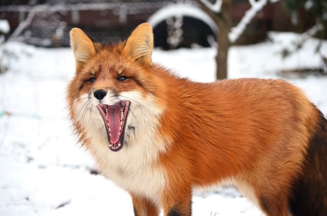 きつねが大きなあくびをする